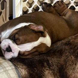 Bulldog Puppies from K&D Bulldogs