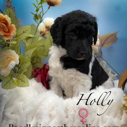 Holly - Parti female Poodle puppy in Greenville, North Carolina from Grace Poodles