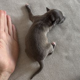 Olivia - Blue female Italian Greyhound puppy in New York, New York from Julia's Italian Greyhounds