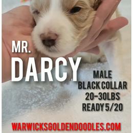 Mr. Darcy- Black Collar - Parti male Goldendoodle puppy in Fort Worth, Texas from Stacy Warwick
