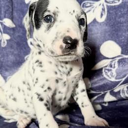 ICE - White and black male Dalmatian puppy in Travelers Rest, South Carolina from Cotton Top