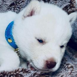 Ava skye - White female Siberian Husky puppy in Atlanta, Georgia from Lobban Huskies