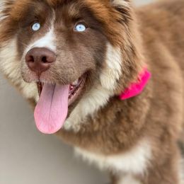 Siberian Husky All Grown Up from Joel's Husky Kennels