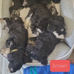 Miniature Schnauzer Puppies from Gerhauzer's Schnauzers
