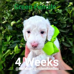 Green - Parti female Goldendoodle puppy in Upland, California from Hartman Goldendoodles