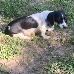 Dachshund and Pug Puppies from Wiggle'n V Ranch