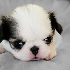 Cavalier King Charles Spaniels and Japanese Chins from KonopkaKennelsLLC