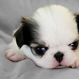 Cavalier King Charles Spaniels and Japanese Chins from KonopkaKennelsLLC