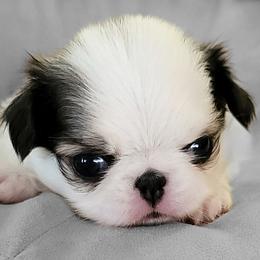 Cavalier King Charles Spaniels and Japanese Chins from KonopkaKennelsLLC