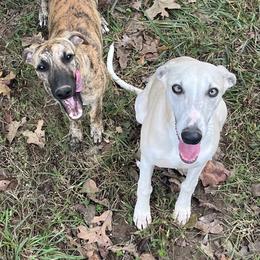 Puppy 3 - White and fawn brindle male Whippet puppy in West Plains, Missouri from Sycamore Ridge Puppies