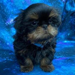 Shih Tzu Puppies from Precious Tzu Crew