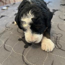 Red collar - Tri-color female Bernedoodle puppy in Cody, Wyoming from Yellowstone Breeders