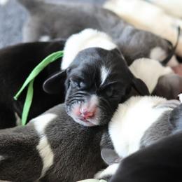 Jamie - Black and white male Basset Hound puppy in Surprise, Arizona from Howlin Hounds
