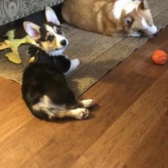 Pembroke Welsh Corgi Puppies from Coyote Creek Corgis