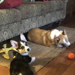 Pembroke Welsh Corgi Puppies from Coyote Creek Corgis