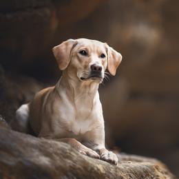 Pixel - Labrador Retriever