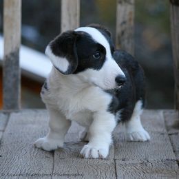 Boy 1 - Brindle and white Cardigan Welsh Corgi puppy in Paonia, Colorado from Electric Mountain Cardigan Corgis