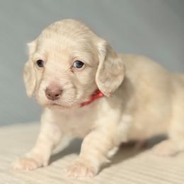 Sammy - Cream male Dachshund puppy in Martinsville, Virginia from Ana’s Beautiful Doxies