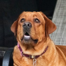 Maddie - Labrador Retriever