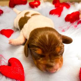 Dachshund Puppies from Mendez’s Dachshunds