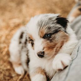 Australian Shepherd Puppies from Russell Ranch Aussies
