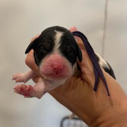 Jesse - Purple - Brown and white female Bernedoodle puppy in Rockwall, Texas from Glory Doodles