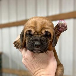 Juno - Red female Bloodhound puppy in Marvell, Arkansas from Hat Creek Kennel
