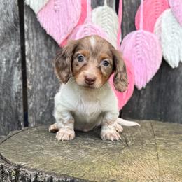 Broad Bill - Boy 2 - Dapple male Dachshund puppy in Corbin, Kentucky from Steele Half Acre Homestead