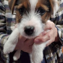 Bichon Frise, Russell Terrier, and Shetland Sheepdog Puppies from Mountain Ash Farms