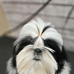 Shih Tzu Puppies from Delight Shihtzu