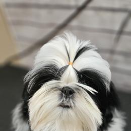 Shih Tzu Puppies from Delight Shihtzu