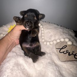 Yorkshire Terrier Puppies from XOXO Yorkies