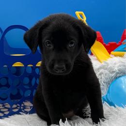 Yellow - Black male Labrador Retriever puppy in Heath Springs, South Carolina from Rich Hill Retrievers