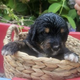 Doodle - Tri-color male Bernedoodle puppy in Candia, New Hampshire from Joyful Pastures Homestead