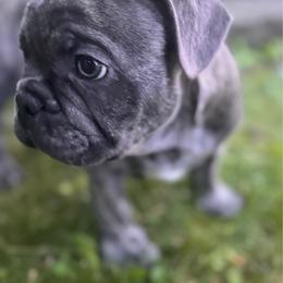 Nacho - Brindle male French Bulldog puppy in Alexandria, Minnesota from Camarra King