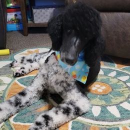 Poodle All Grown Up from Seddon's Small-N-Tall