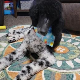 Poodle All Grown Up from Seddon's Small-N-Tall