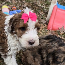 Bernedoodle and Goldendoodle Puppies from Granton Creek
