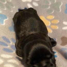 Lucky - Black male Shih Tzu puppy in Zeigler, Illinois from Dandy Little  Shih Tzu, Shih Poo's and Toy Poodles