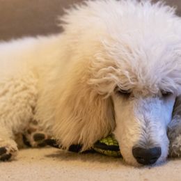 Poodle Puppies from Anutta Poodles