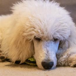 Poodle Puppies from Anutta Poodles