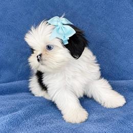 Angel (tiny) - Black and white female Shih Tzu puppy in Oak Park, California from Boodaboo Shih Tzu’s