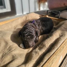 Philia - Brown and white male Cockapoo puppy in Fort White, Florida from Jade