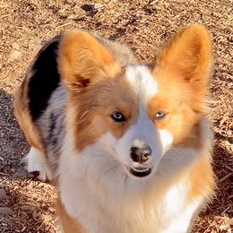 American Corgi, Pembroke Welsh Corgi, and Toy Australian Shepherd Puppies from King of Hearts Corgis