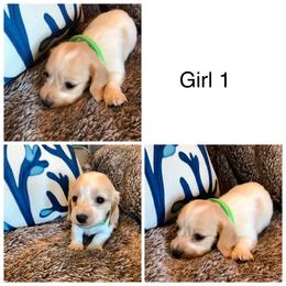 AKC Girl 1 - Piebald female Dachshund puppy in Bolivar Peninsula, Texas from A and G Dachsunds