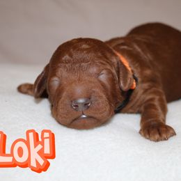 Loki - Red  male Poodle puppy in Sheridan, California from Renegade Standard Poodles
