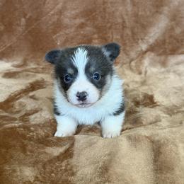 MICHAELANGELO (MICAH) - Blue male Pembroke Welsh Corgi puppy in Drain, Oregon from Sunnydale Corgis