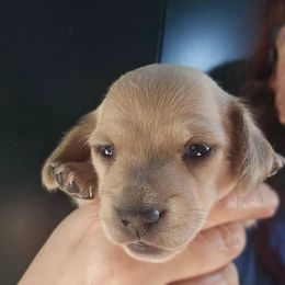 Gelato - Cream female Dachshund puppy in Bigfork, Minnesota from Long Ears and Long Dogs Ranch