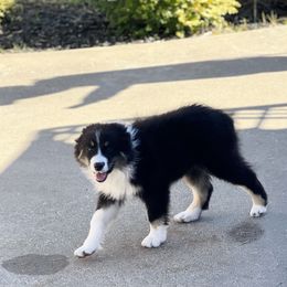 Australian Shepherd and Border Collie Puppies from Smothermon Livestock