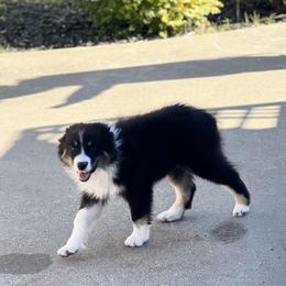 Australian Shepherd and Border Collie Puppies from Smothermon Livestock